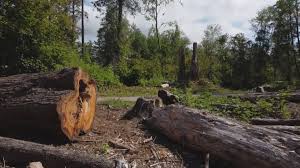 Seasonal Cleanup (Spring/Fall) in Coosada, AL